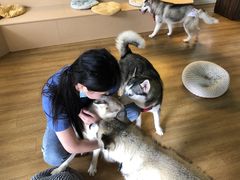 -Husky Go! 哈士奇体验馆·宠物咖啡厅狗咖