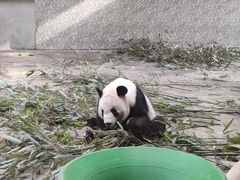 -西安秦岭野生动物园