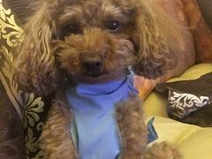 -北京赛佳动物医院