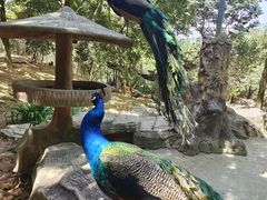 -泉州海丝野生动物世界