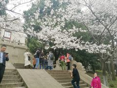 -武汉大学-樱园