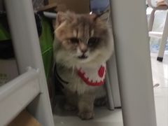 -海底捞火锅(塘厦天虹店)