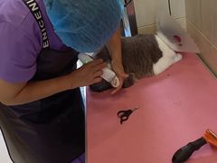 -北京观赏动物医院·24小时大型综合·猫专科·异宠专科