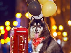 -超宠爱宠物摄影-Super pet