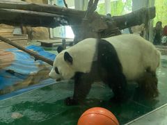 -成都动物园