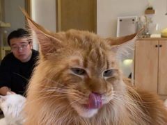 -猫腻·猫咖·撸猫馆(星光大道店)