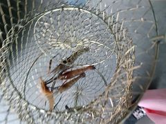 -光头佬钓虾场·烧烤·聚餐·亲子(金沙洲店)