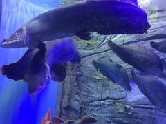 -芜湖新华联大白鲸海洋公园