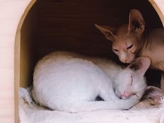 -猫小院猫主题咖啡厅(北锣店)
