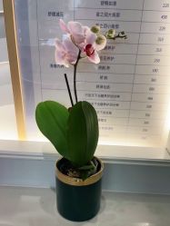 -SILKTONE诗丽堂美容