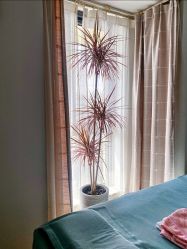 -芊芊若荀·身材管理旗舰店