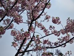 -顾村公园