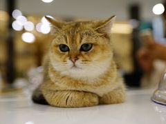 -飞行喵MR PILOT|猫舍·猫咖(静安大融城店)