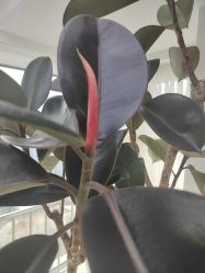 -HEYAN荷妍专业脱毛连锁机构