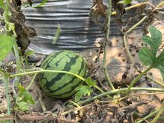 -庞各庄翠芳园西瓜蔬菜基地采摘园