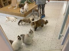 -猫域·湾主题猫咖·宠物吧(南坪城市广场店)