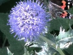 -白草畔自然风景区