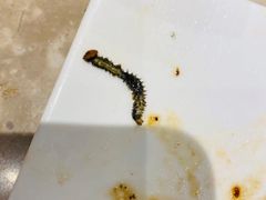 -上渔铁板烧(熙悦汇店)
