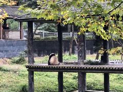 -都江堰中华大熊猫苑