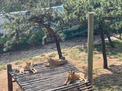 -西霞口神雕山野生动物世界