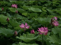 -荷塘月色湿地公园·向阳花洲