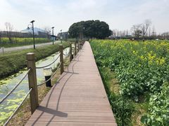 -田园东方蜜桃村的田野营地