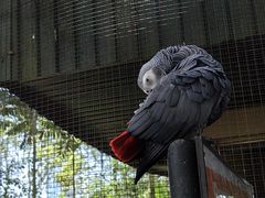 -吉隆坡雀鸟公园