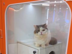 -三花喵·撸猫购宠·宠物生活馆(虹桥南丰城店)
