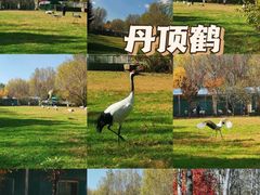 -沈阳鸟岛