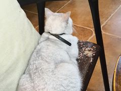 -李小姐の猫咖啡馆(五角场店)