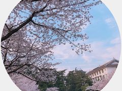 -武汉大学-樱园