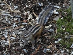 -五营红松林海景区