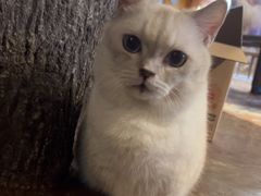 -猫猫幼稚园·撸猫·桌游·电玩