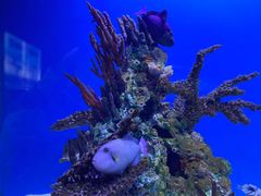 -海合安武汉极地海洋公园