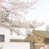 鼋头渚是春天里最梦幻的浪漫