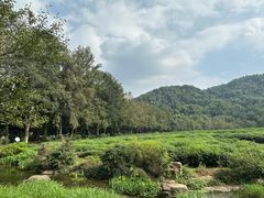 -中国茶叶博物馆(双峰馆区)