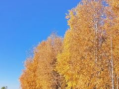 -哈尔滨大剧院