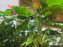 -草原塞蛮羊火锅城(港湾店)