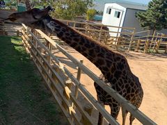 -西霞口神雕山野生动物世界