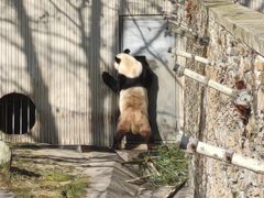 -卧龙中华大熊猫苑神树坪基地