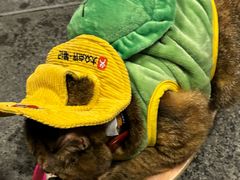 -瑞虹新天地月亮湾