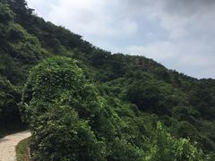 -金龙寺国家森林公园
