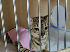 -谐和贝康宠物医院24小时·宠保定点(急重症转诊中心)