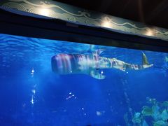 -烟台海昌鲸鲨海洋公园