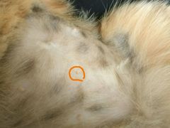 -纳吉亚猫专科动物诊疗中心(蒋宅口分院)