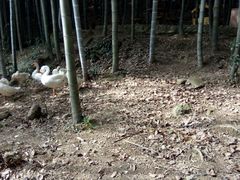 -祁门牯牛降观音堂风景区