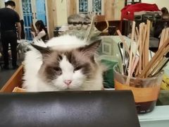 -猫色咖啡·猫咖