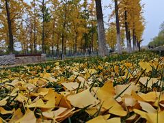 -汉长安城未央宫国家考古遗址公园