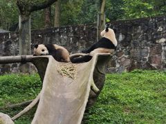 -都江堰中华大熊猫苑