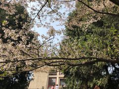 -武汉大学-樱园
